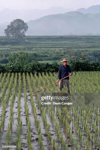 Farmer Working in Rice Field