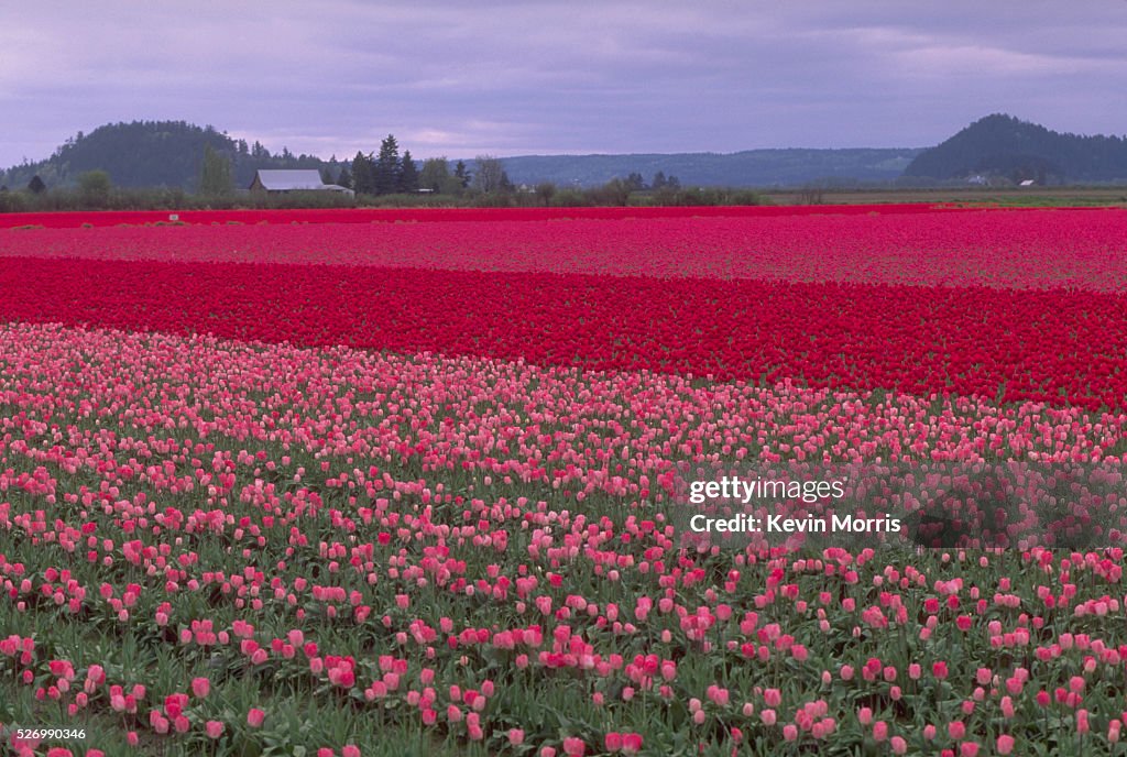 Pink and Red Tulips Blooming