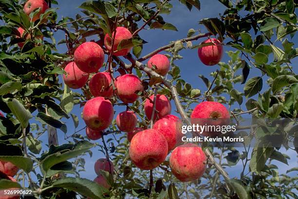 Dozens of apples hang from a tree in an orchard near Ajigasawa, Aomori prefecture, Japan. | Location: near Ajigasawa, Aomori Prefecture, Japan.