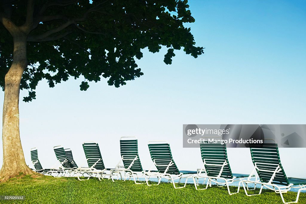 Deck Chairs Under Tree