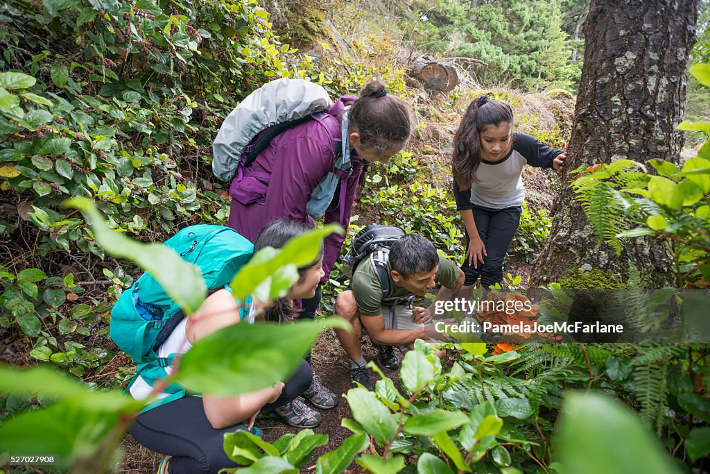 Backpackers Examine an Edible Orange Mushroom while Hiking Through Forest
