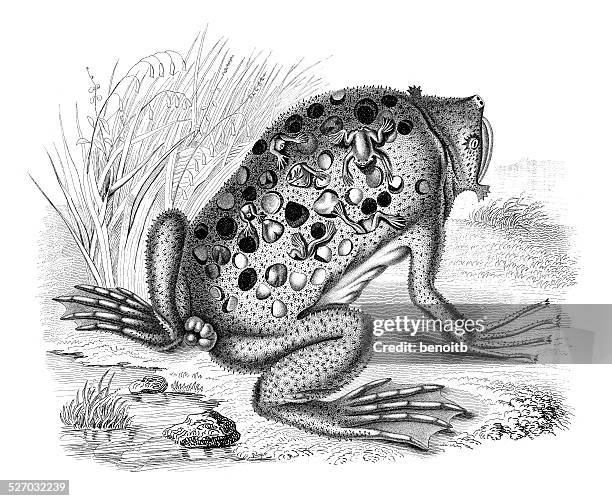 common suriname toad - toad stock illustrations