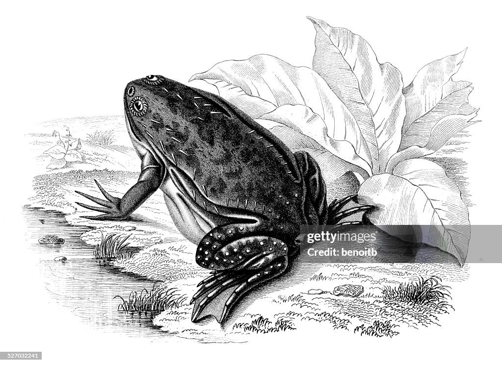 Clawed Frog
