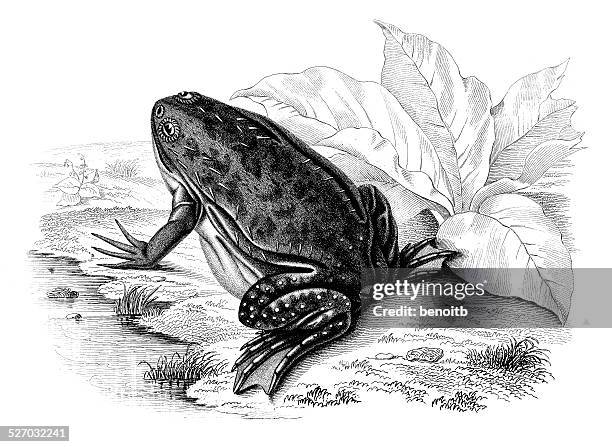 clawed frog - african clawed frog stock illustrations