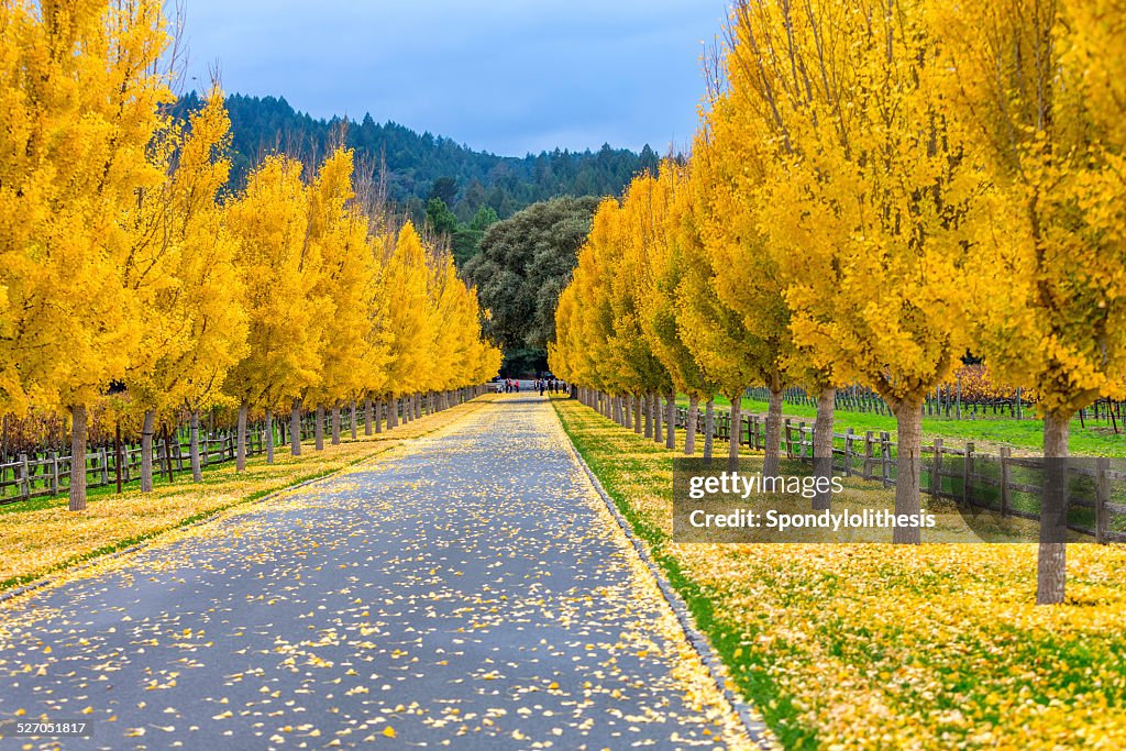 Yellow Ginkgo trees  on road lane in Napa Valley, California