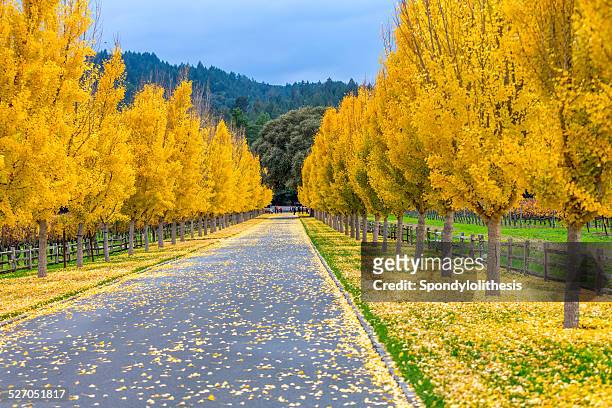 yellow ginkgo trees  on road lane in napa valley, california - napa california 個照片及圖片檔