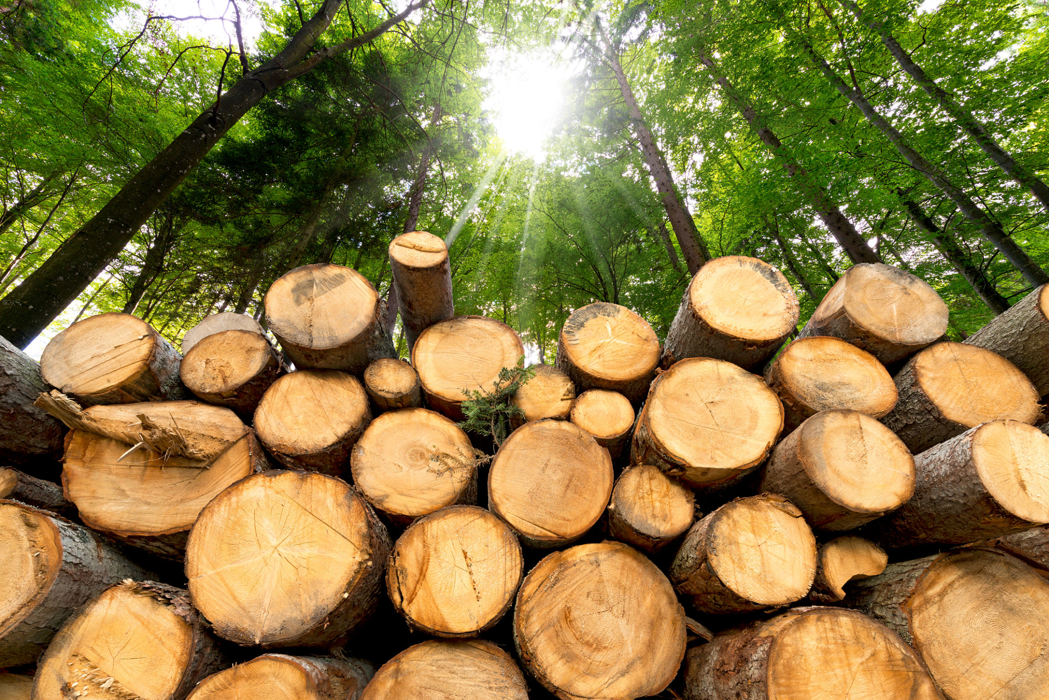 timber logs