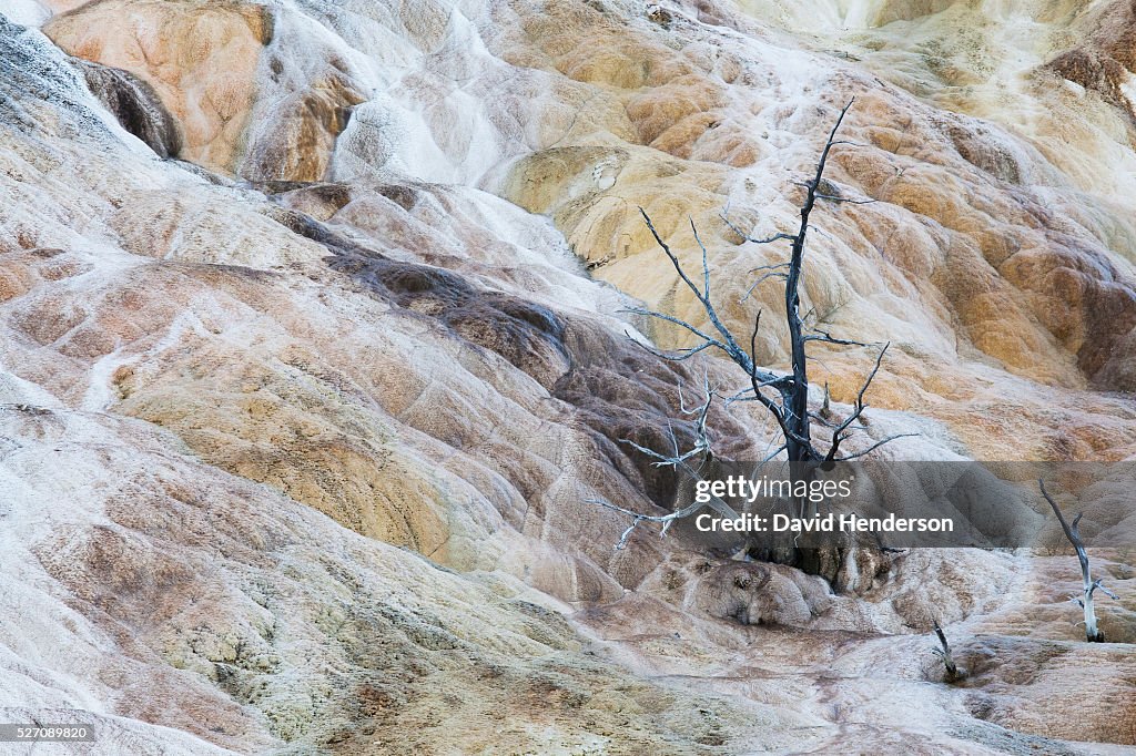 Swirling calcium deposits engulf a small tree, Wyoming, USA
