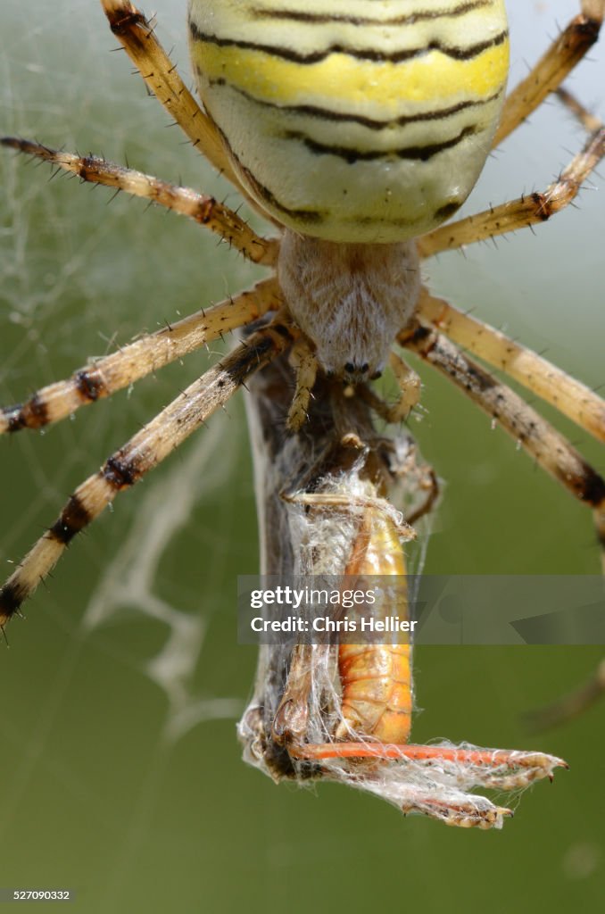 Orb Web Spider Argiope bruennichi Eating Cricket