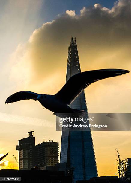 Bird flying in front of The Shard building, in silhouette.