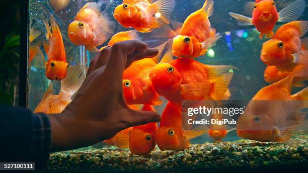 my point of view - cichlid aquarium stock pictures, royalty-free photos & images