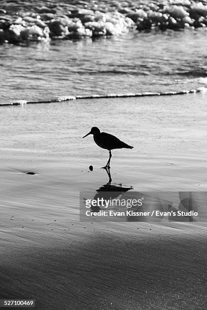 silhouettes - evan kissner stock pictures, royalty-free photos & images