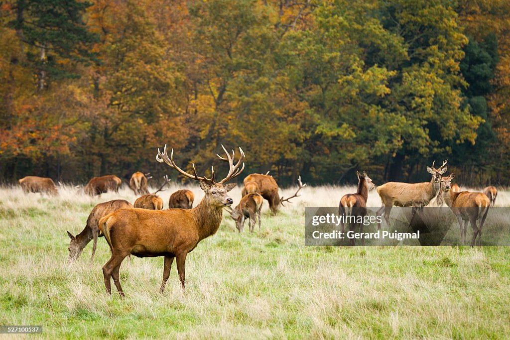 Autumn Colors