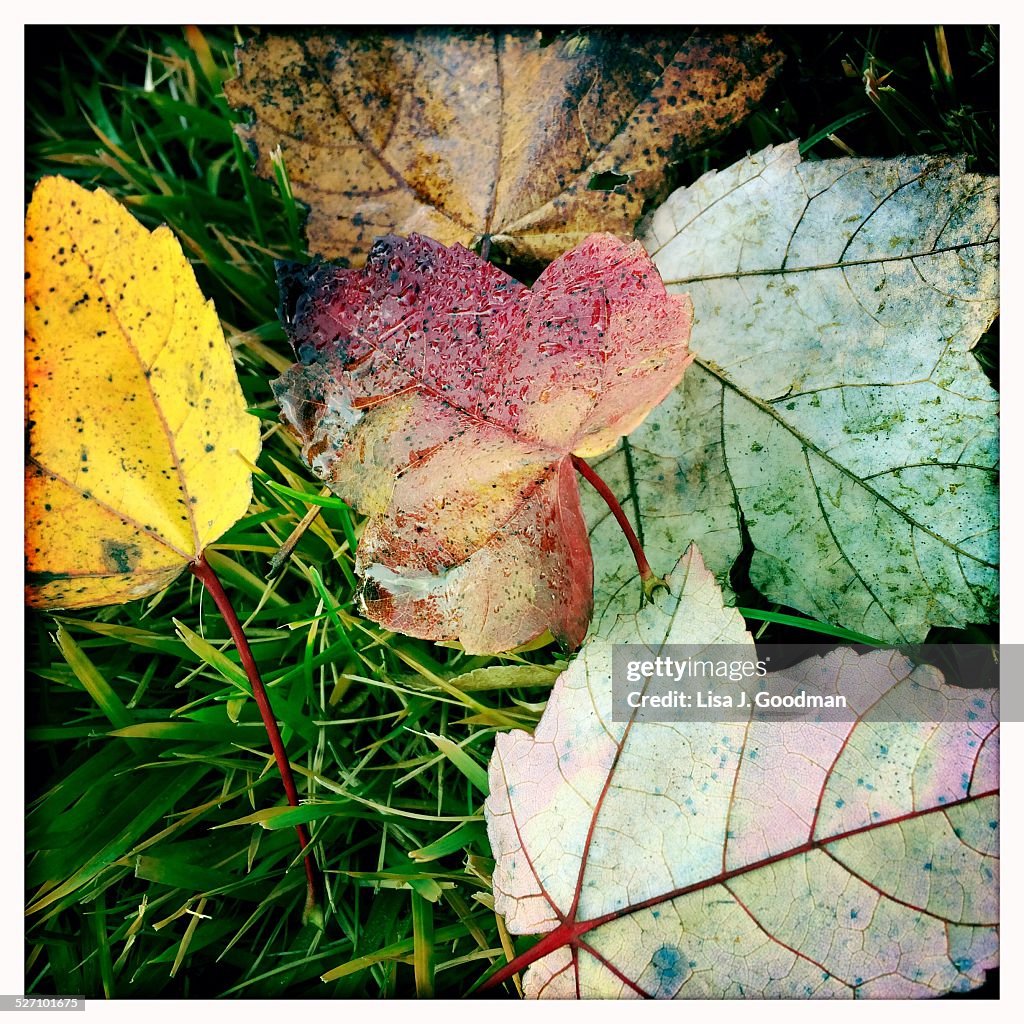 Autumn Colors