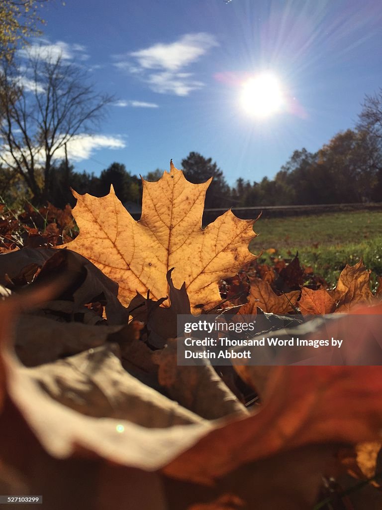 Autumn Colors