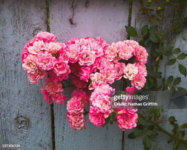 rose trellis against fence - nathan rose stock pictures, royalty-free photos & images