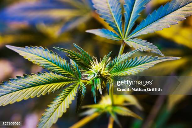 medical marijuana cultivation - planta de cannabis fotografías e imágenes de stock