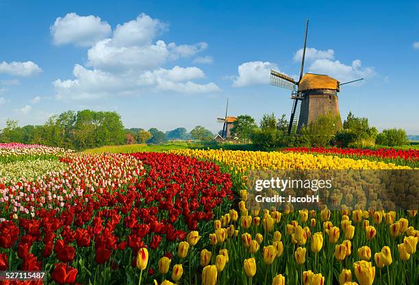 tulips and windmill - netherlands stock pictures, royalty-free photos & images