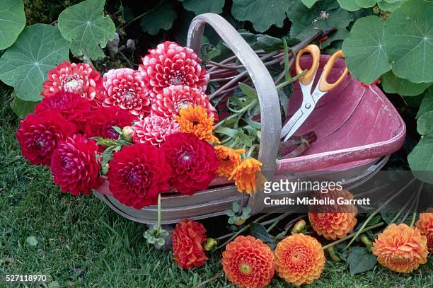 garden basket of dahlias - flower arrangement stock pictures, royalty-free photos & images