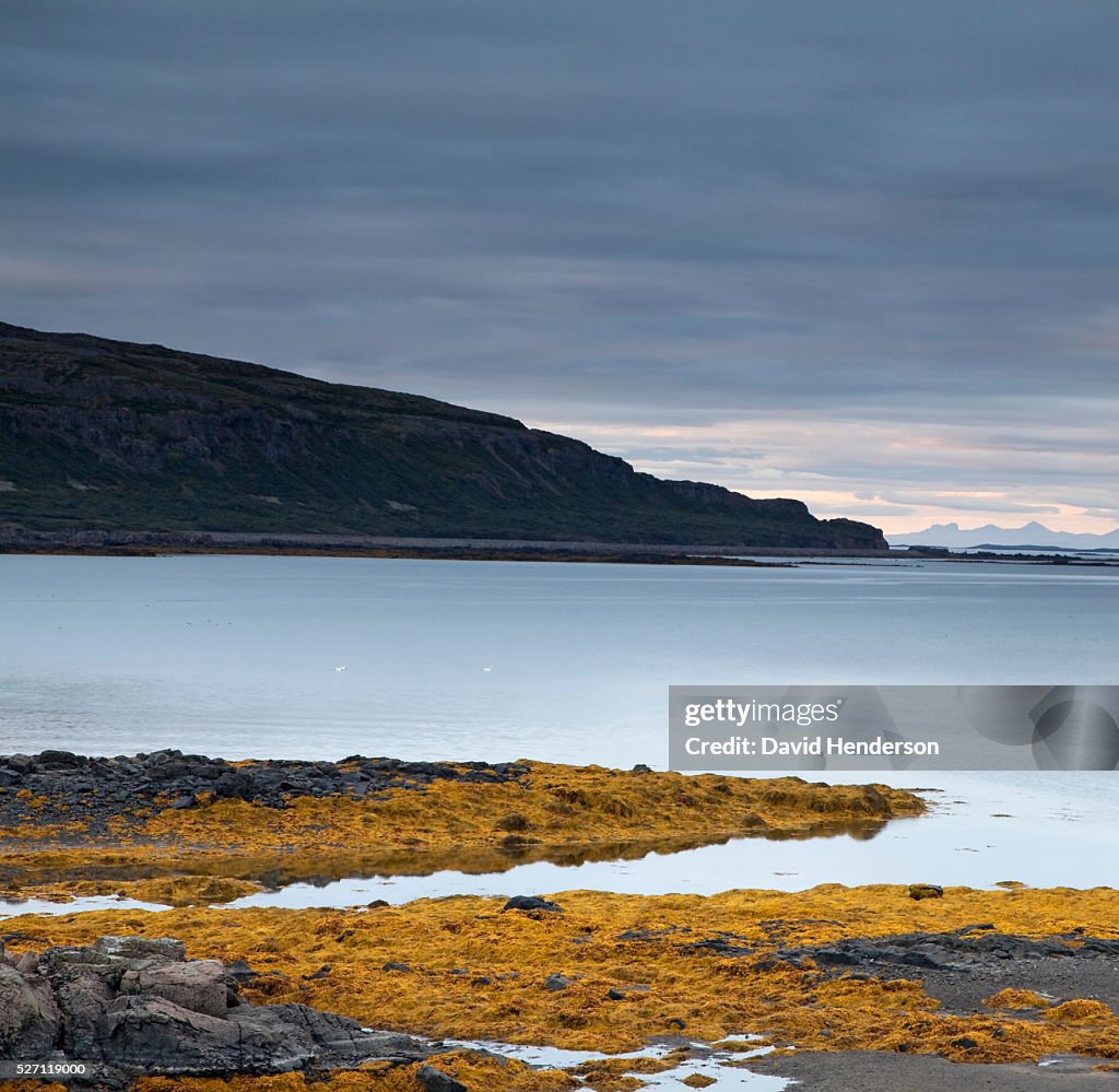 Yellow seaweed and fjord