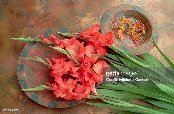 arrangement of orange gladioli - gladiolus fotografías e imágenes de stock
