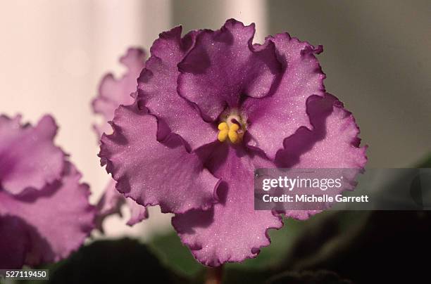 single african violet - african violets stock pictures, royalty-free photos & images