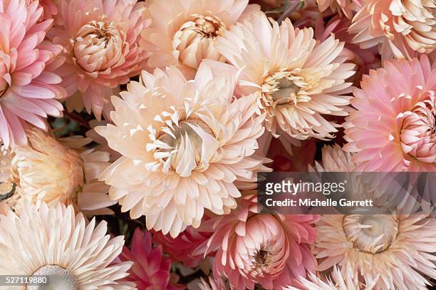 dried pink helichrysum flowers - strohblume stock-fotos und bilder