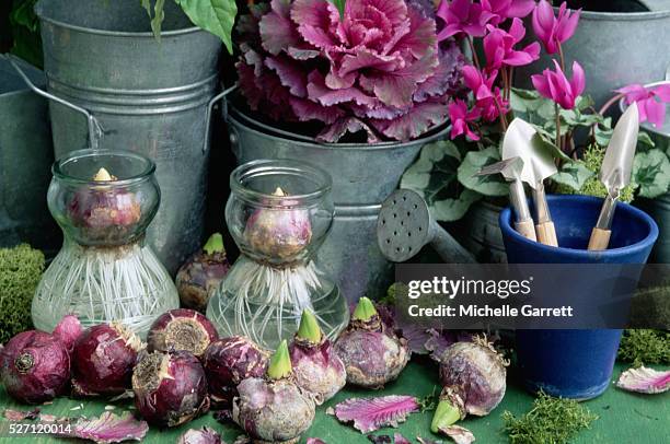 still life with hyacinth bulbs - hyacinth stock pictures, royalty-free photos & images