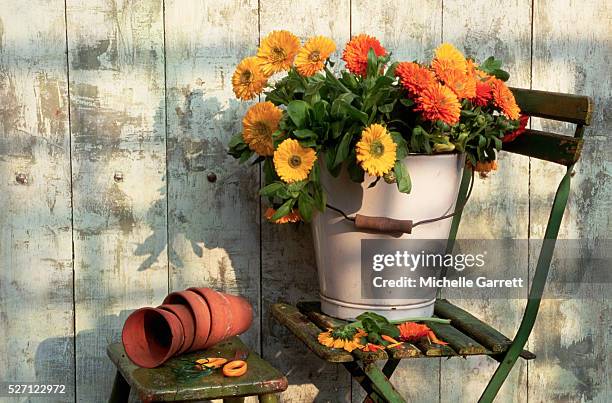 still life with orange and yellow marigolds - tagetes bildbanksfoton och bilder