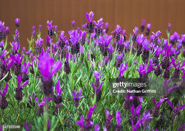 spanish lavender - 法國薰衣草 個照片及圖片檔