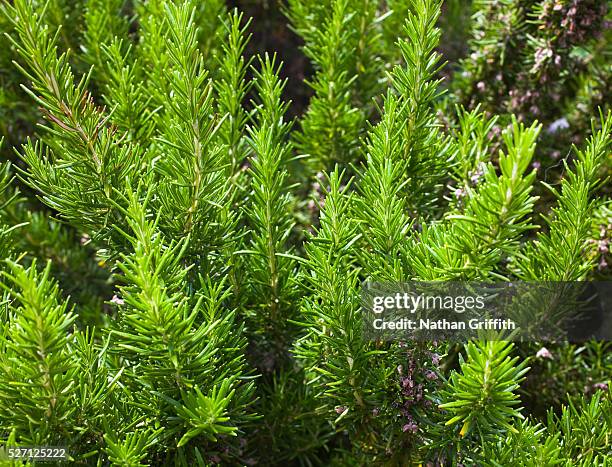 rosemary bush - rosemary fotografías e imágenes de stock