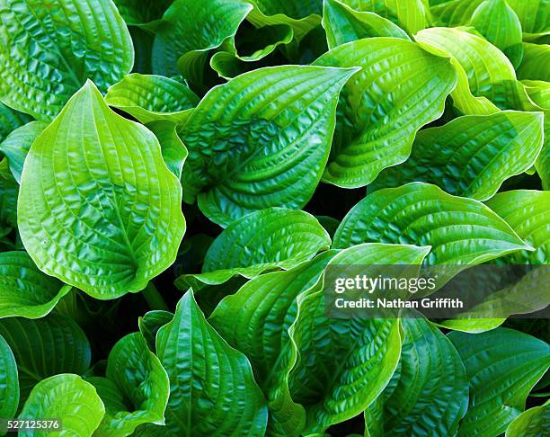 hosta - hosta stock pictures, royalty-free photos & images