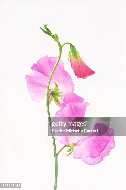 purple sweet pea flowers - sweet peas stock-fotos und bilder