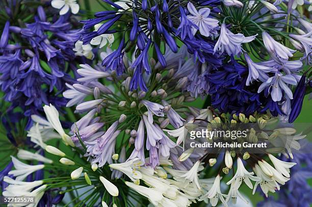 purple and white agapanthus flowers - afrikas blå lilja bildbanksfoton och bilder
