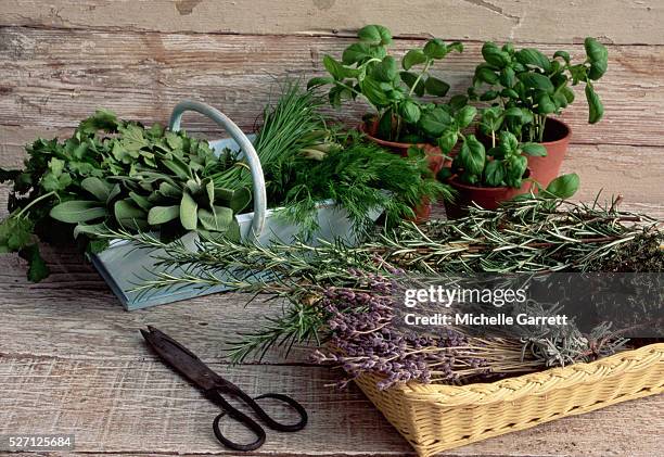 baskets of cut herbs and pots of basil - herb stock photos et images de collection