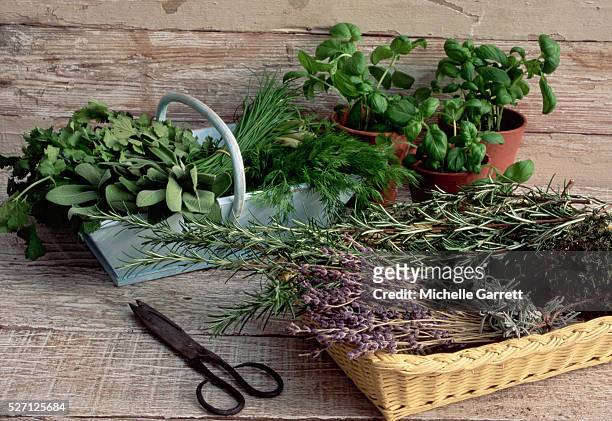 baskets of cut herbs and pots of basil - herb stock pictures, royalty-free photos & images
