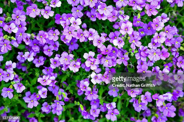 violet phlox - phlox stock-fotos und bilder
