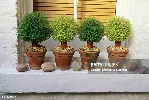 windowsill topiary and stones - topiary stock-fotos und bilder