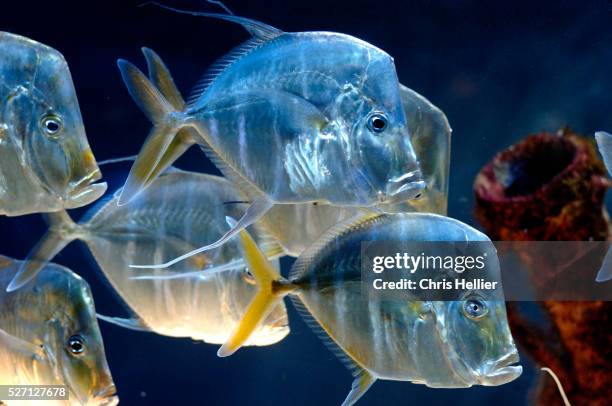 Little Lookdown Fish 77 Lookdown Fish Stock Photos, High-Res Pictures, and Images - Getty Images