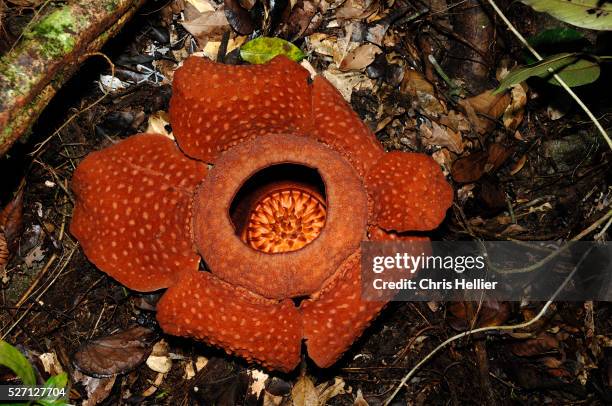 rafflesia flower - rafflesia stock-fotos und bilder