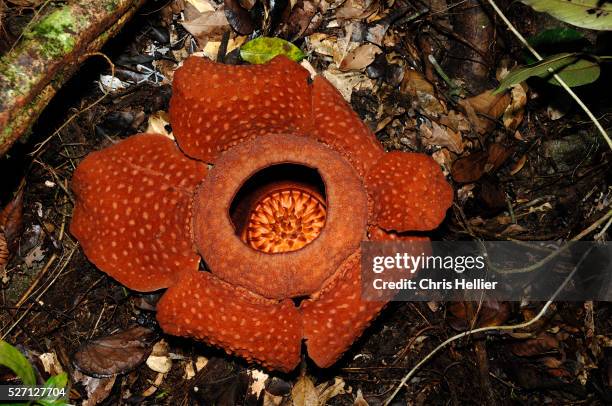 rafflesia flower - rafflesia arnoldii stock pictures, royalty-free photos & images