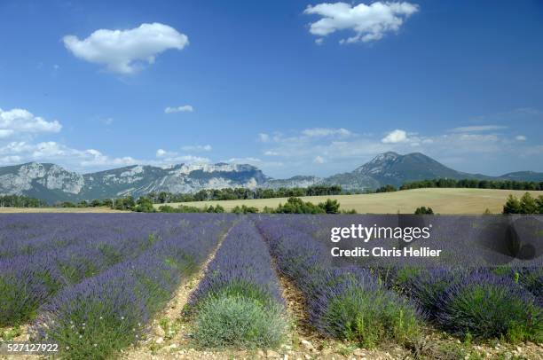 lavender field in france - gorges du verdon fotografías e imágenes de stock