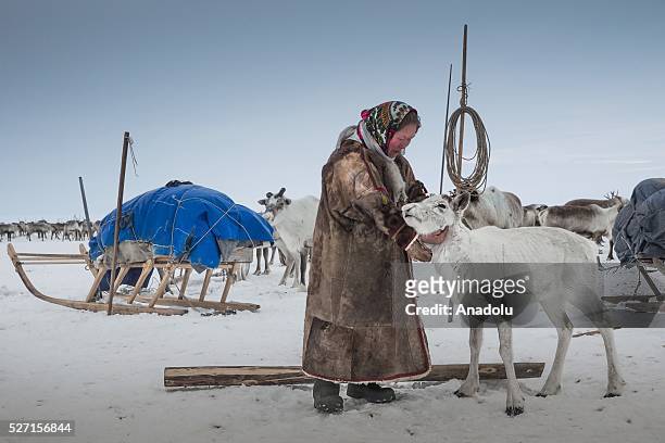 Reindeer herder fondles a reindeer at Nomad camp, 150 km from the town of Salekhard, Yamalo-Nenets Autonomous Okrug in Russia on May 2, 2016.
