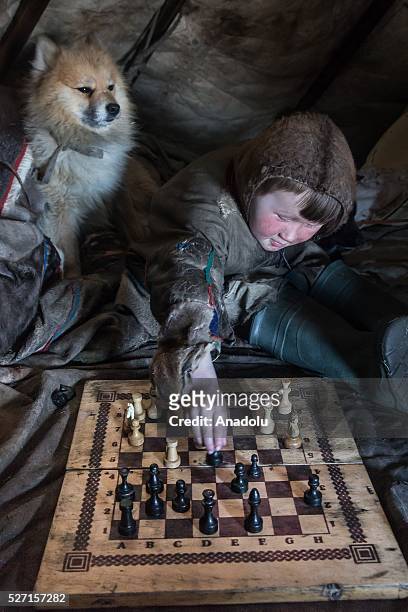 Nenet kid plays chess as his animal is seen next to him in his shelter at 150 km from the town of Salekhard, Yamalo-Nenets Autonomous Okrug in Russia...