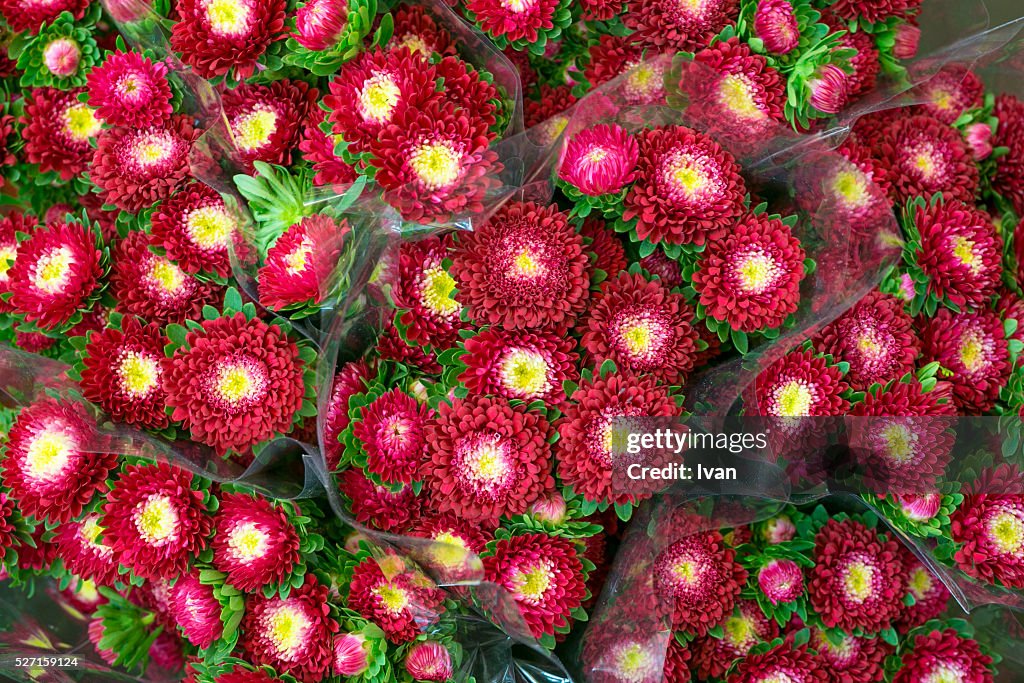 Beautiful bunch of colorful red flowers close-up