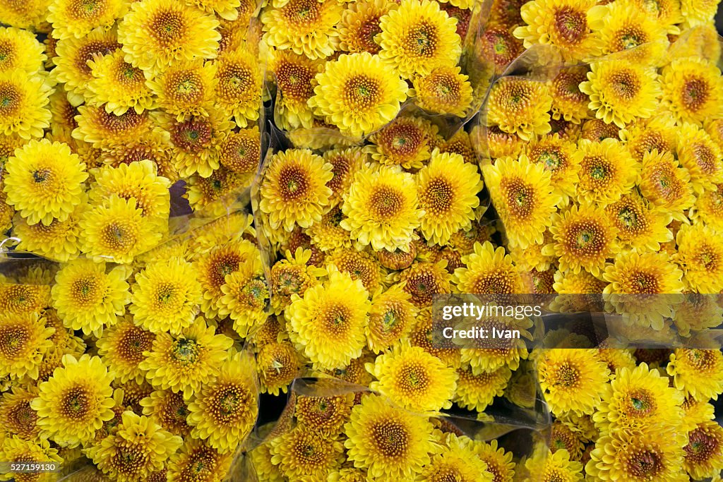 A Group of Still-life Yellow Daisy