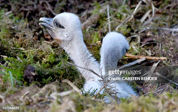 Stork chicks sit in their nest at the Eekholt wildlife park near Grossenaspe, northern Germany, on May 2, 2016. / AFP / dpa / Carsten Rehder /...