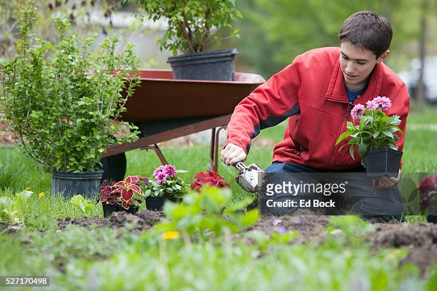 teenage boy planting flowers - blumen einpflanzen stock-fotos und bilder