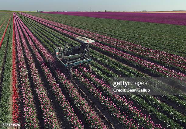 In this aerial view a special machine cuts the flower heads off tulips at the Degenhardt-Sellmann Spezialkulturen tulip fields near Magdeburg on May...