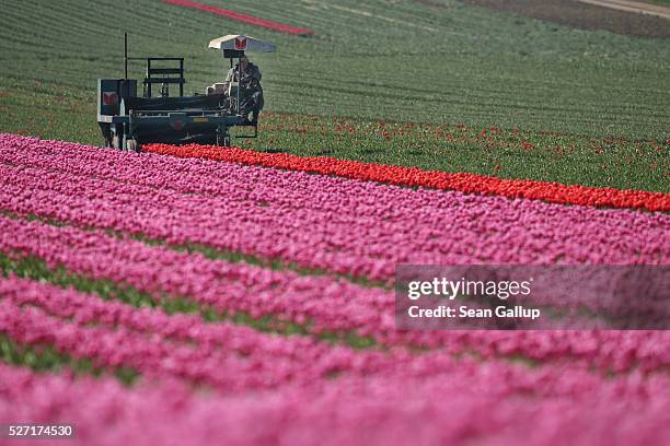 Special machine cuts the flower heads off tulips at the Degenhardt-Sellmann Spezialkulturen tulip fields near Magdeburg on May 2, 2016 in...